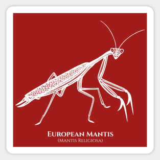 European Praying Mantis with Common and Scientific Names Sticker